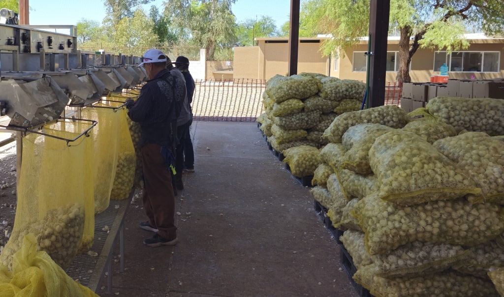 Empacadores Foto de una maquina clasificadora y empacadora de producto agrícola